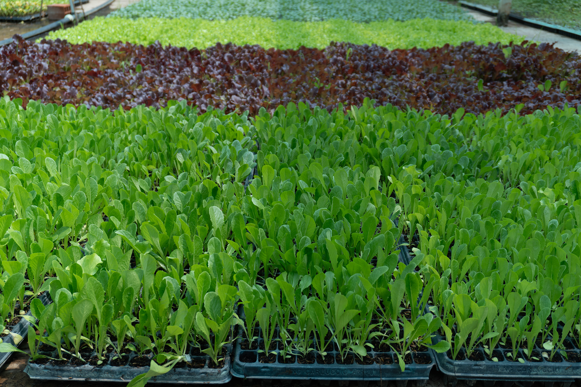 Cosecha y selección manual