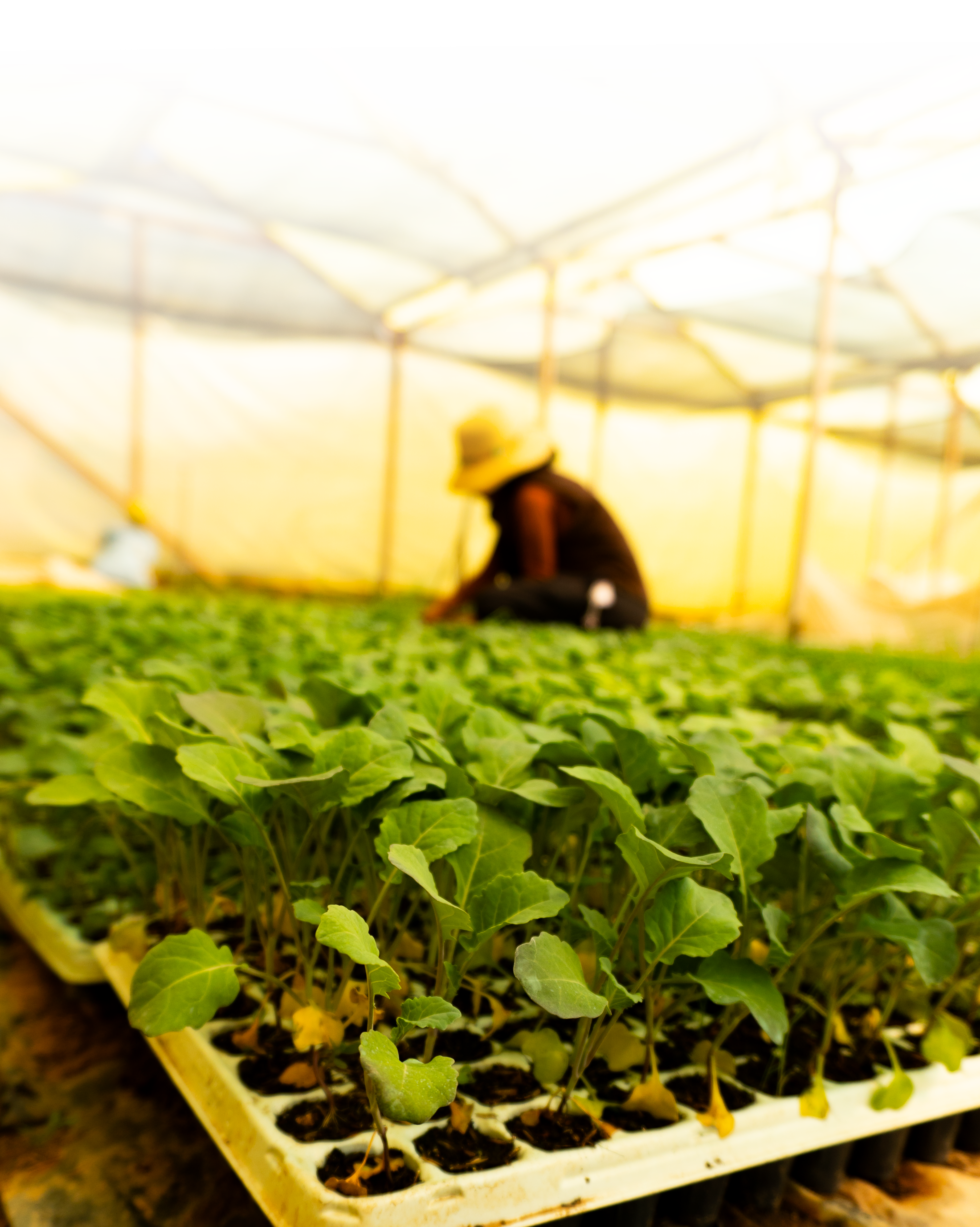 Área de empaque y cajas