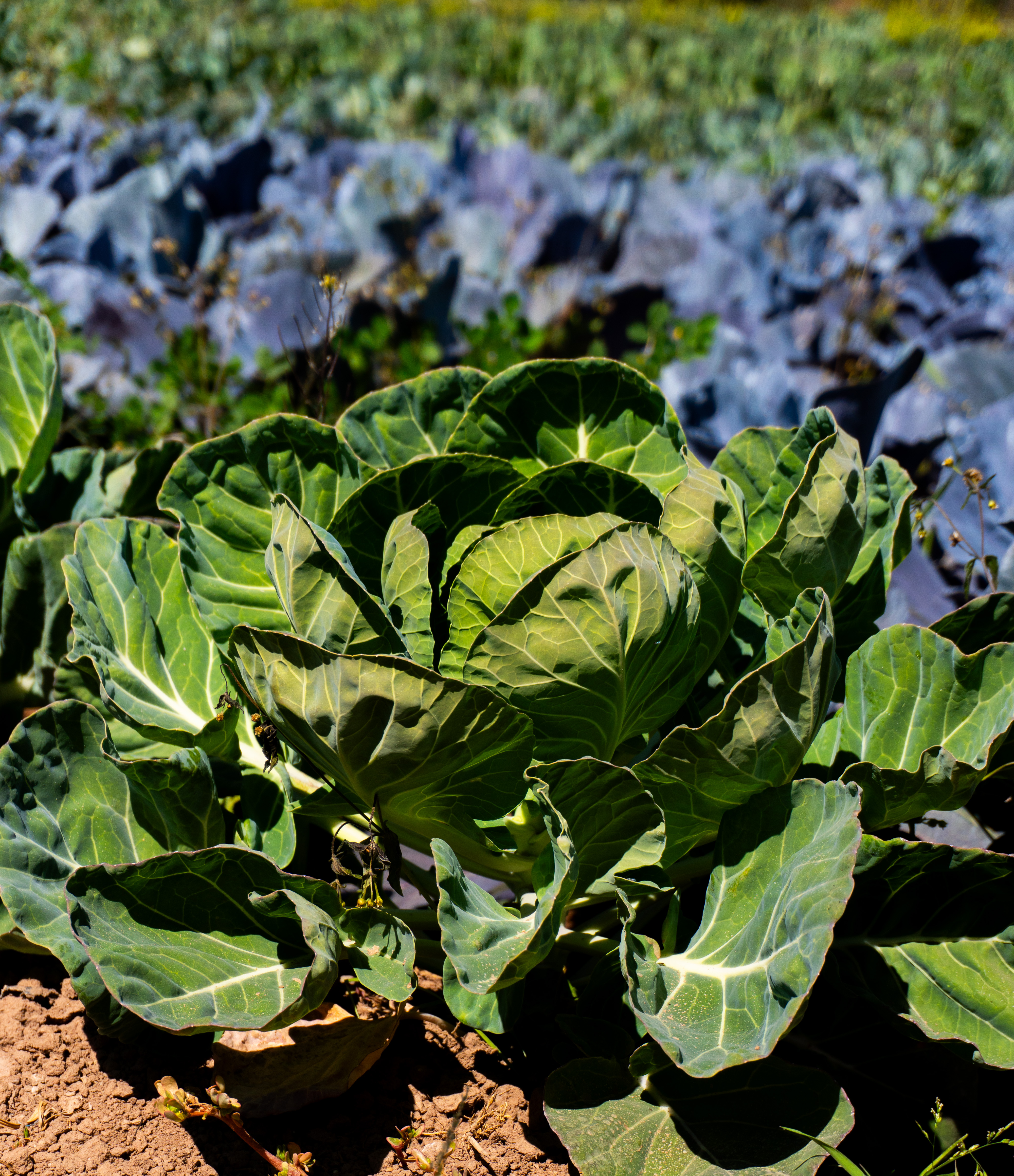Campo de zanahorias al aire libre