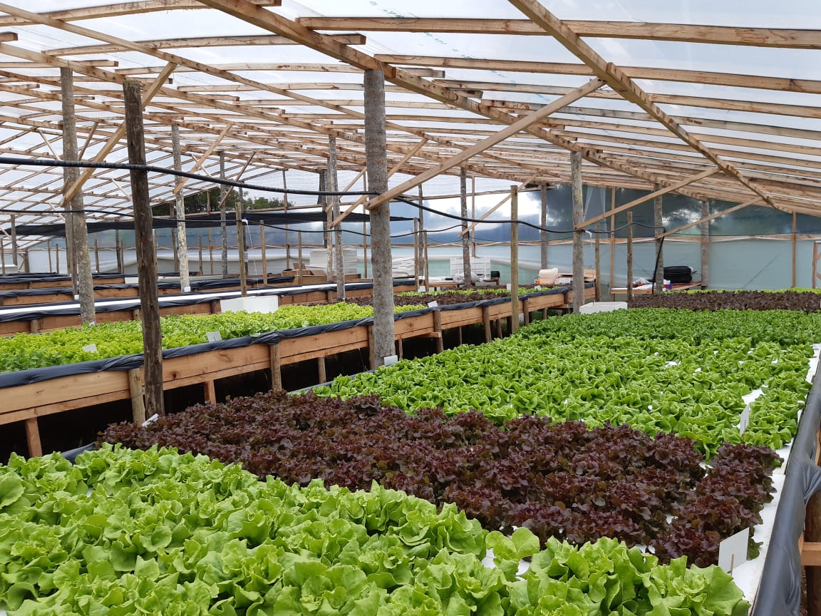 Sombradio de hortalizas