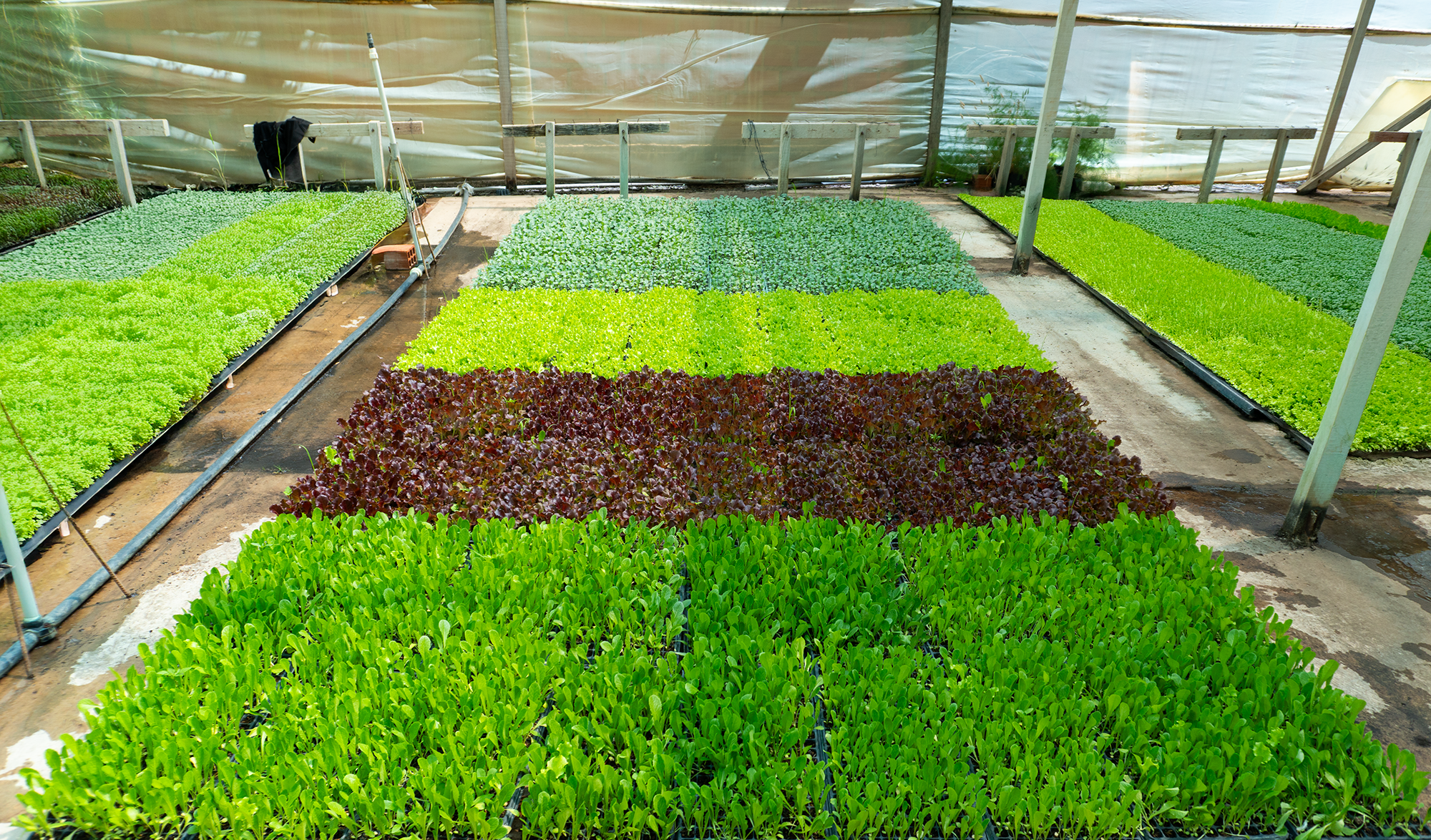Invernadero principal con lechugas