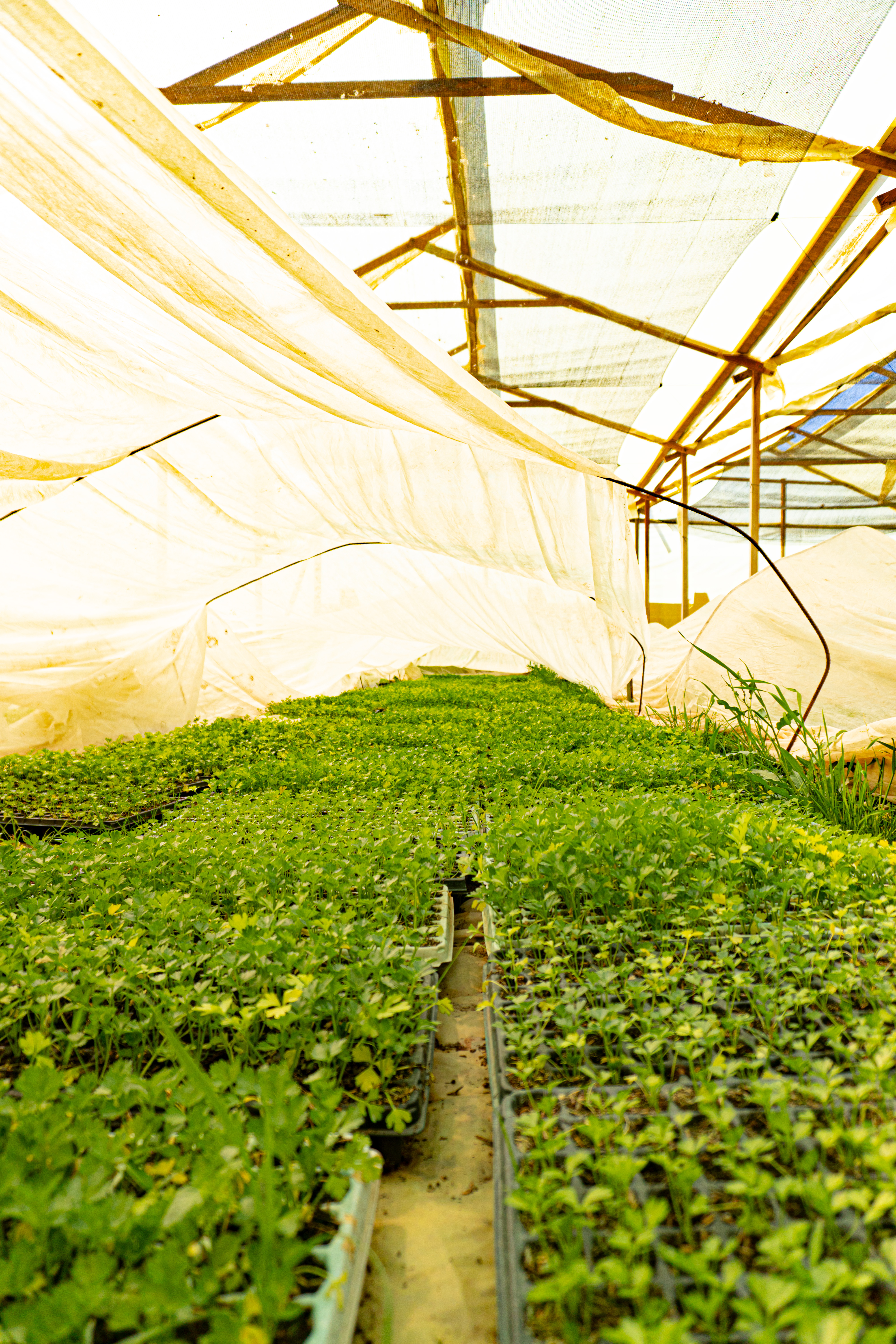 Zona de preparación de sustratos