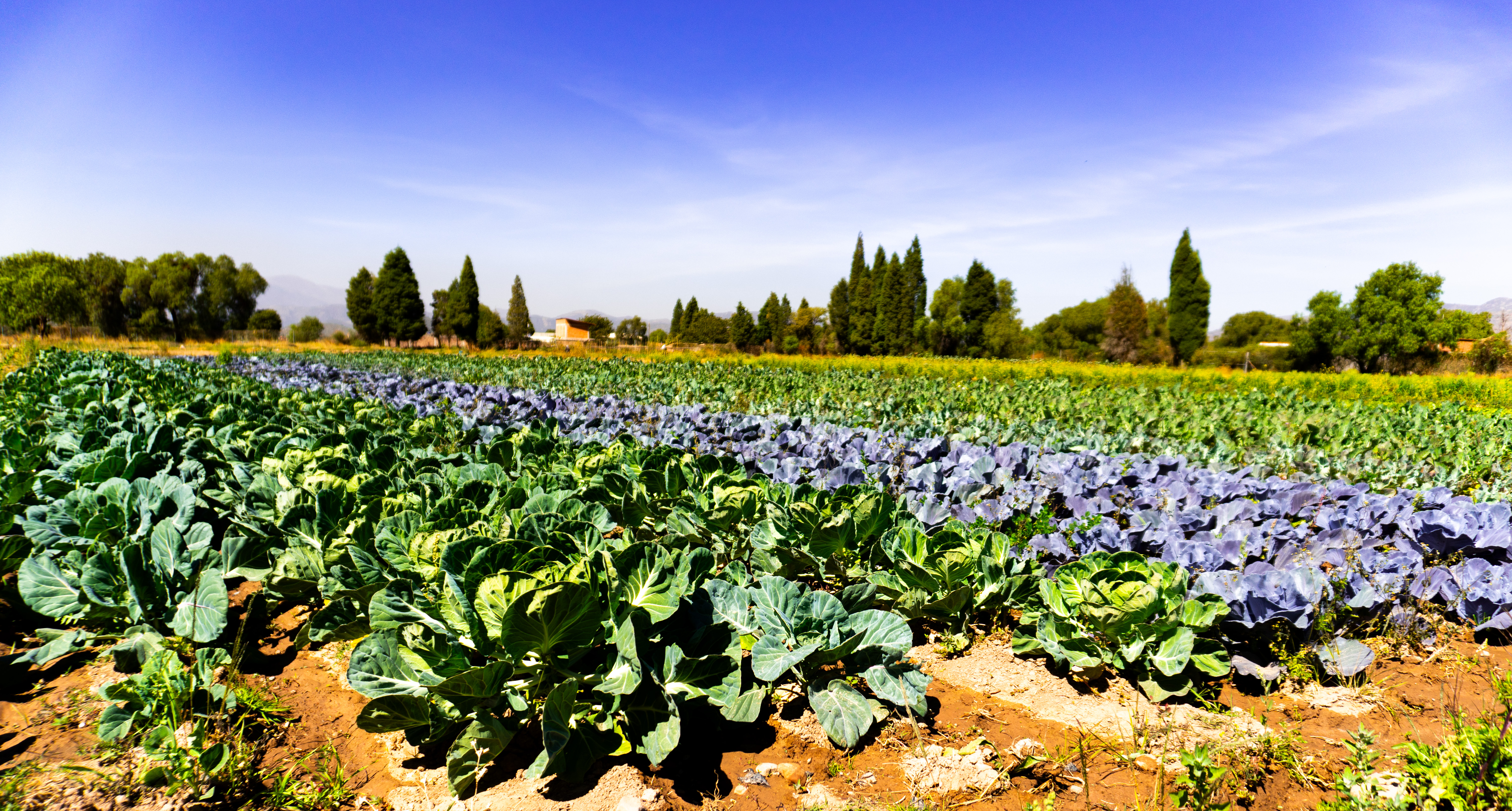 Cosecha y selección manual