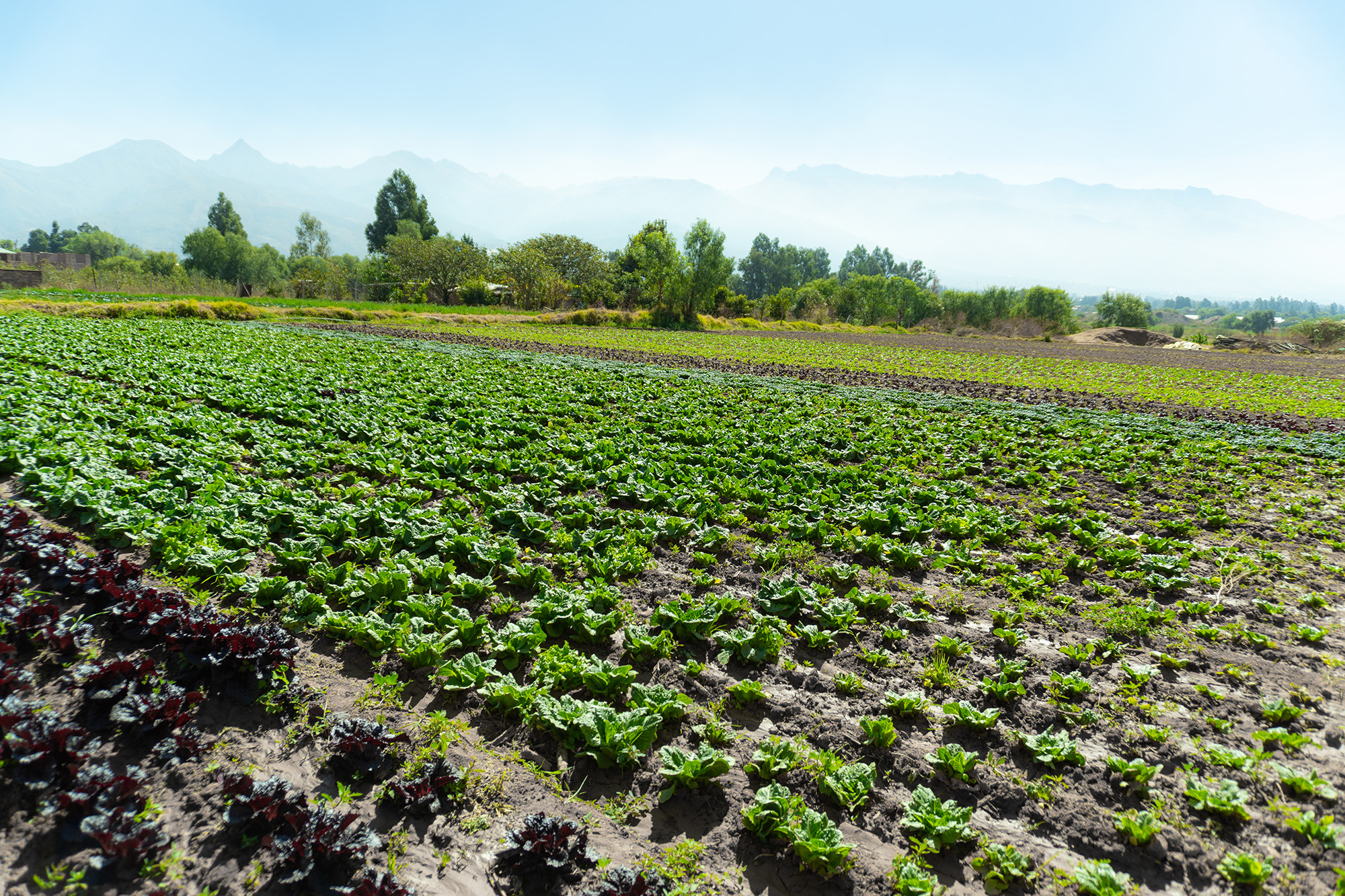Área de empaque y cajas