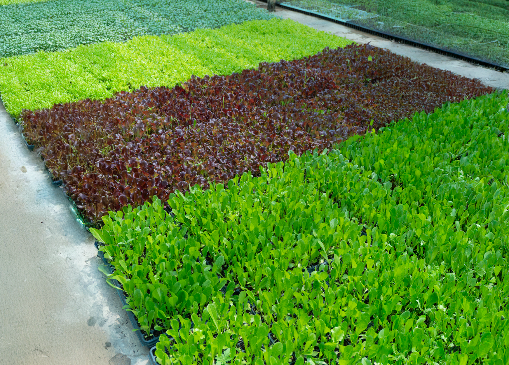 Camas elevadas con hortalizas